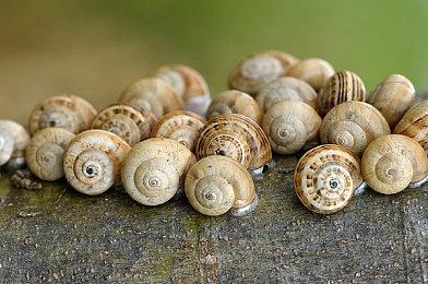 叙利亚产桌面放置建造经营模拟游戏《挂机先人》正式公开