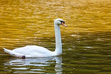 黑曜石曾提议开发《上古卷轴》衍生作 但遭到B社拒绝