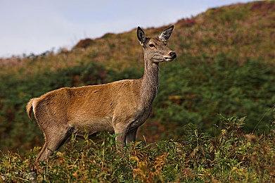 《庄园领主》发行商重申对旗下开发者的坚定支持